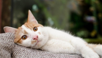 猫和小姐姐告别图片,一段温馨的离别瞬间
